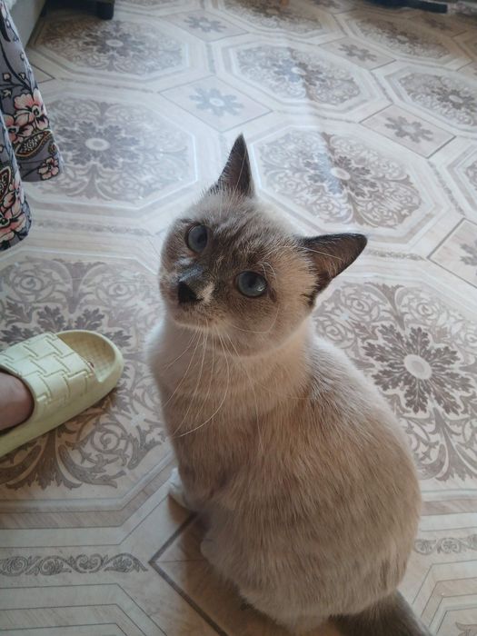 Дарю кастрированого кота