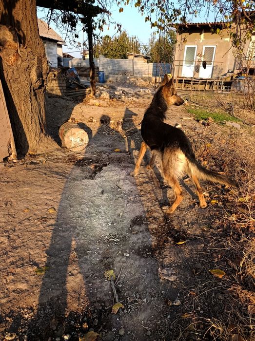 Nemetskiy afcharka sotiladi