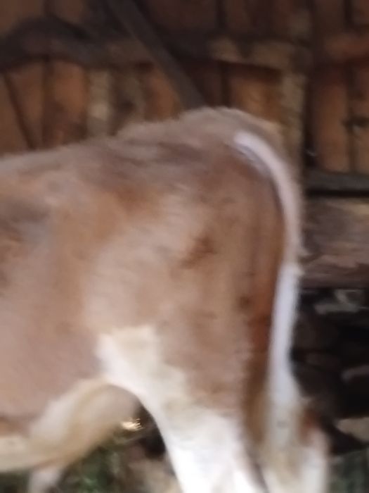Vițel balțată românească de vanzare de patru luni înțărcat mănâncă fin și făină de porumb cu tărâțe