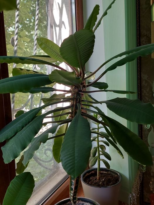 Продам комнатные растения.