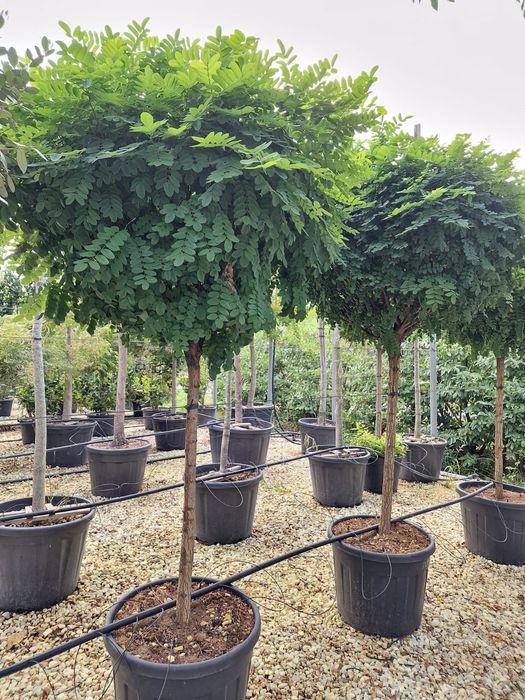 Vindem mesteacăn, salcie, grandiflora, leandru, salcâm