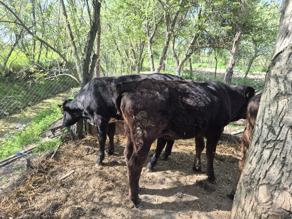 Vand 4 vitele si un tauras