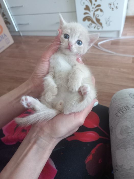 Отдам котят в добрые руки