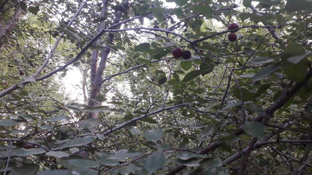 САЖЕНЦЫ. Көшеттер.