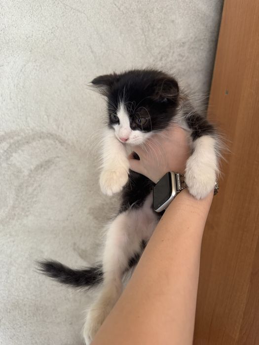 Отдам котенка бесплатно