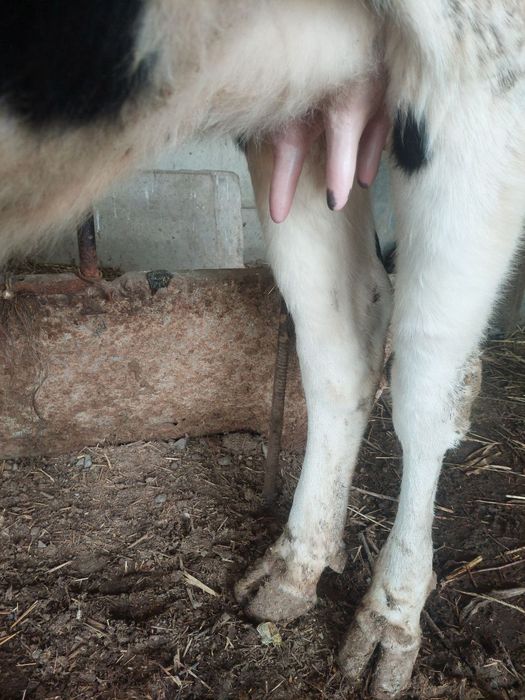 Она бола сигир бузокчаси эркак ангус биринчи корин зоти Голланд