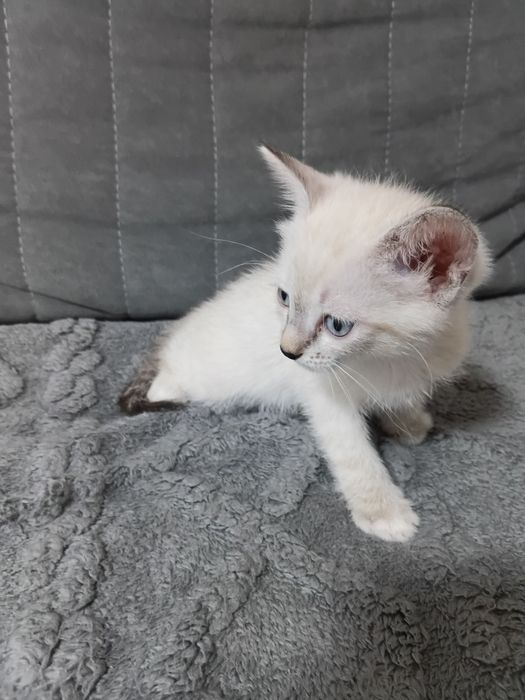 Отдам котёнка в добрые руки