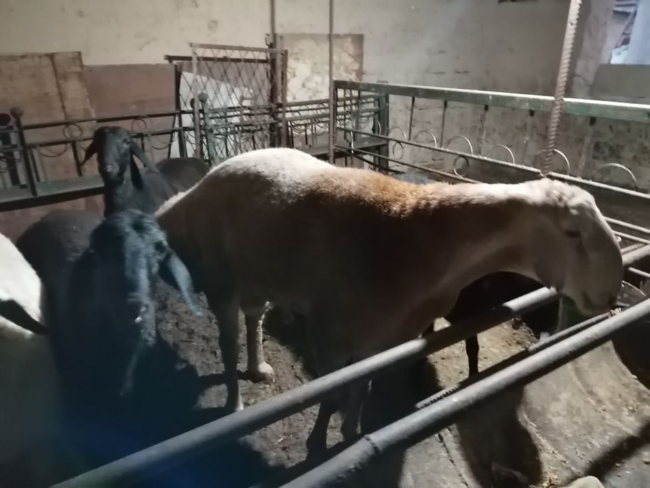 Qurbonlikka qo'ylar bor