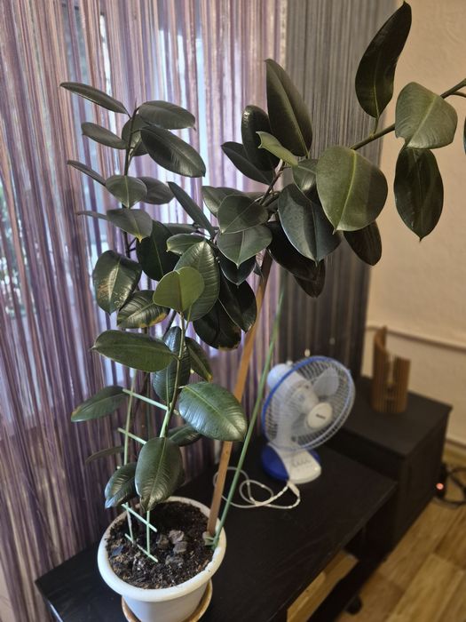 Продам Фикус Эластика домой или в офис