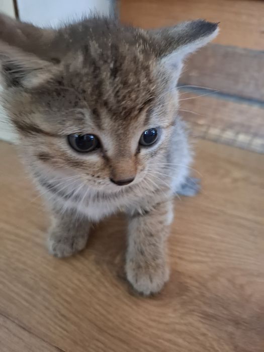 Отдам даром котят