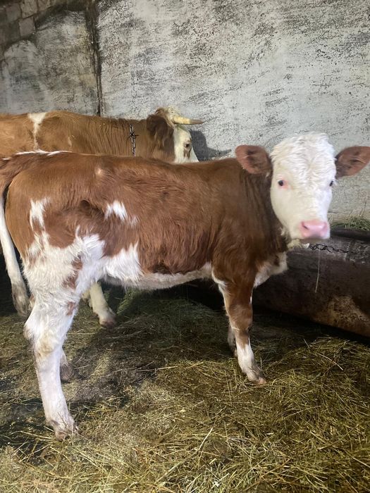 De vânzare vaca bălțată și 2 vitei !