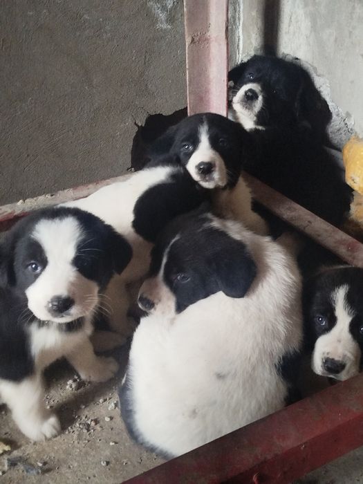 Продаются щенки Алабая