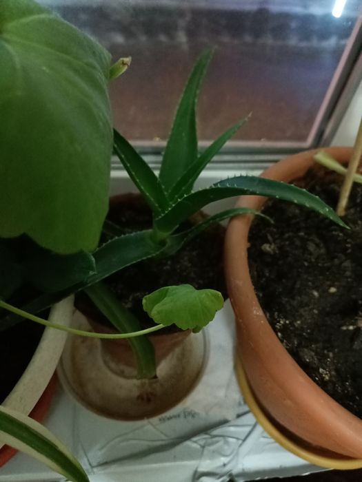 Цветок комнатный зелёный алое молодой для интерьера