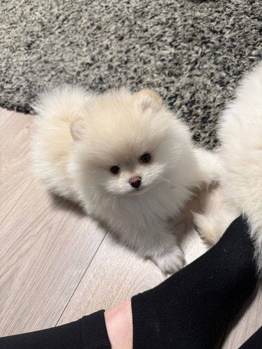 Vând pomeranieni de 4 luni fetiță și baiat