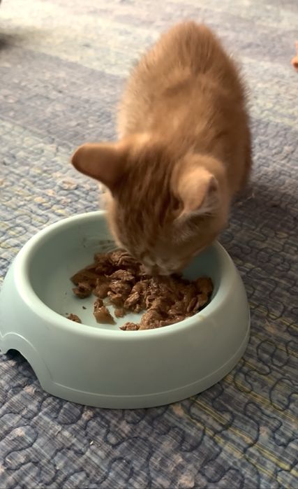 Котенок 1,5 месяца девочка