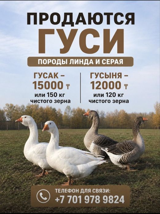 Продам домашних гусей.