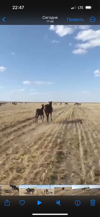 Продам кобылу с жеребенком
