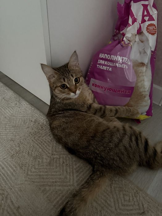 Кошку в доброе руки