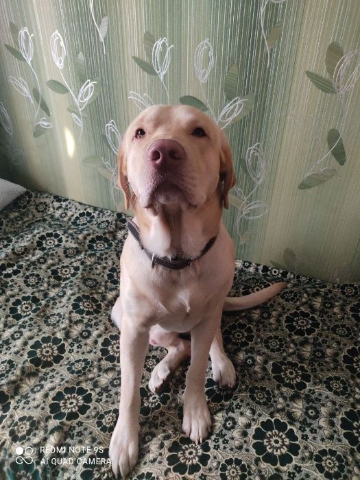 Вязка лабрадора .  У нас кобель