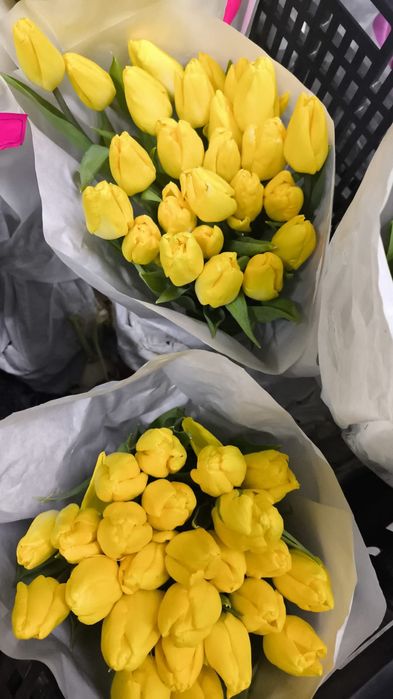 Тюльпаны свежие 25шт банч