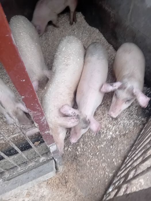 Schimba locatia.  Zero sapte 65031440