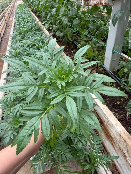 Бархат. Шафран. Голландский сорт.