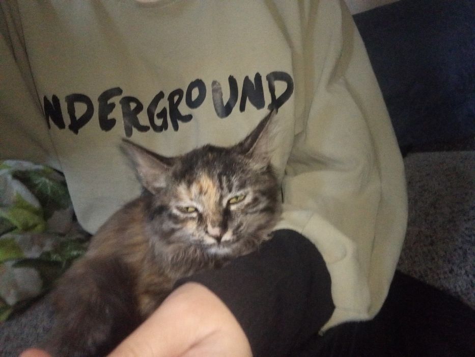 Отдам даром, только в добрые руки