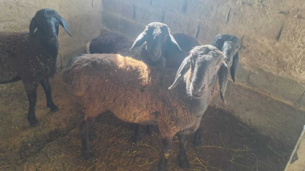 Қынаптың ішіндегі қынаптың бейнелерін қараңыз, қынаптан түсіреді