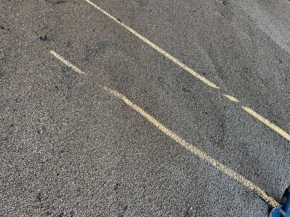 Grâu fără gărgărițe