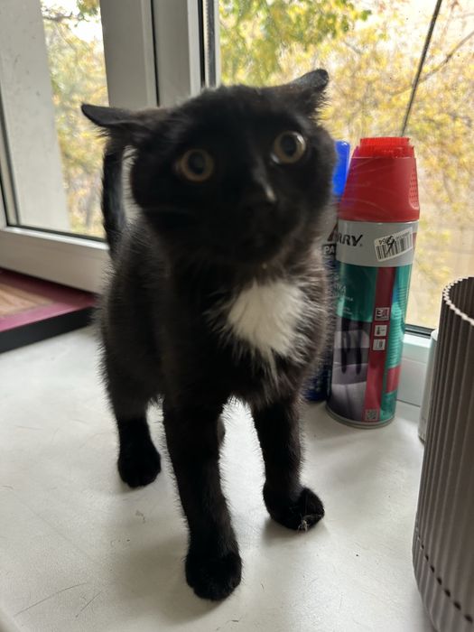 Котенок (мальчик) ищет заботливых хозяев