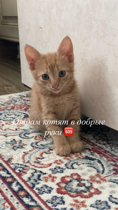 Отдам в добрые руки