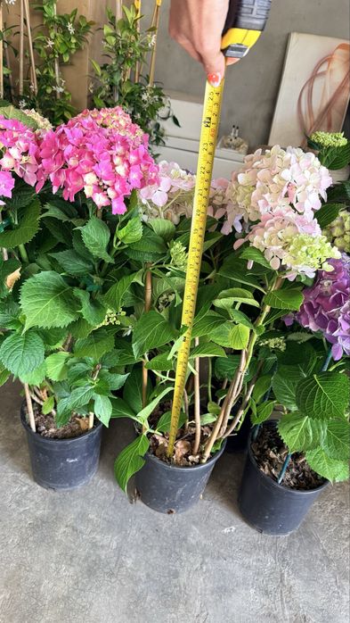 Градинска хортензия (Hydrangea) – едри цъфтящи растения