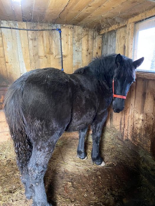 Armăsar negru pentru montă !!