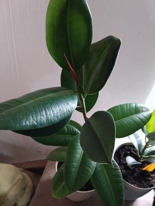 Комнатные растения