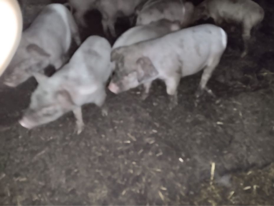 Продам поросят, 1 месяц