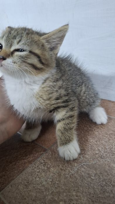 Отдам котят полупородистых