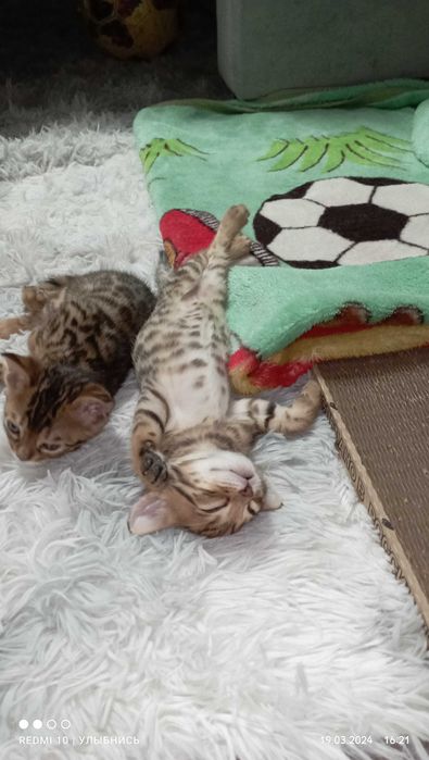 Бенгальские котята