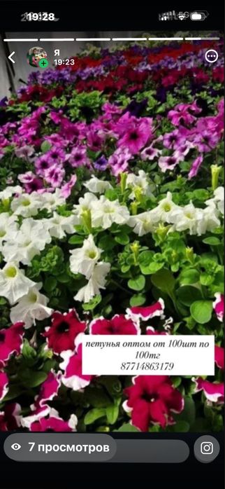 Продам цветы Петунья