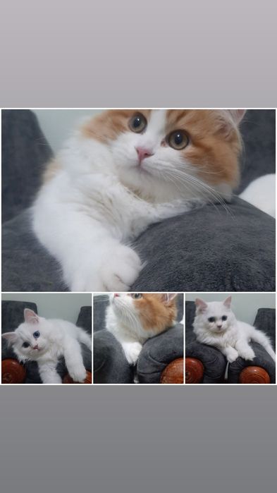 Zotdor mushuk hadyaga