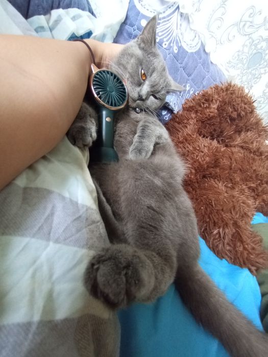 Кошка с породой Шортс