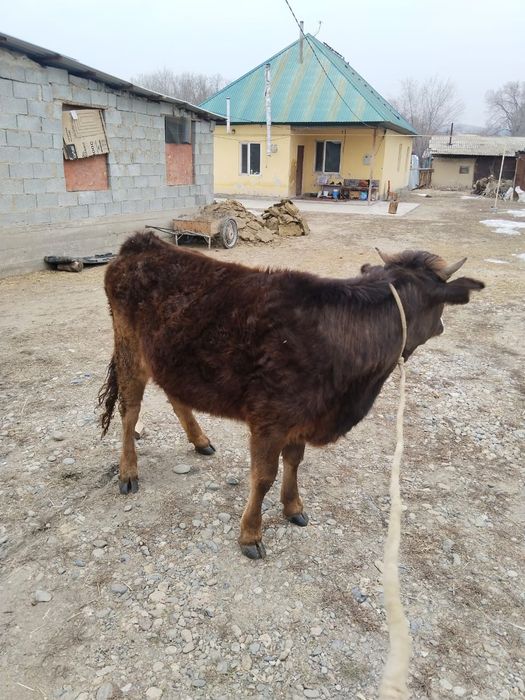 1 жарым жасар құнажын сатылады