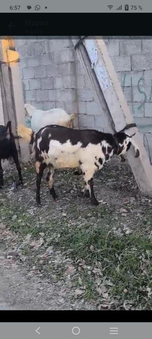 Таза қанды битал