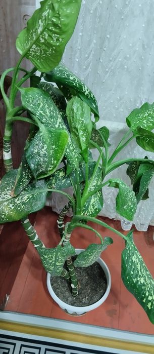 10000т звонить на