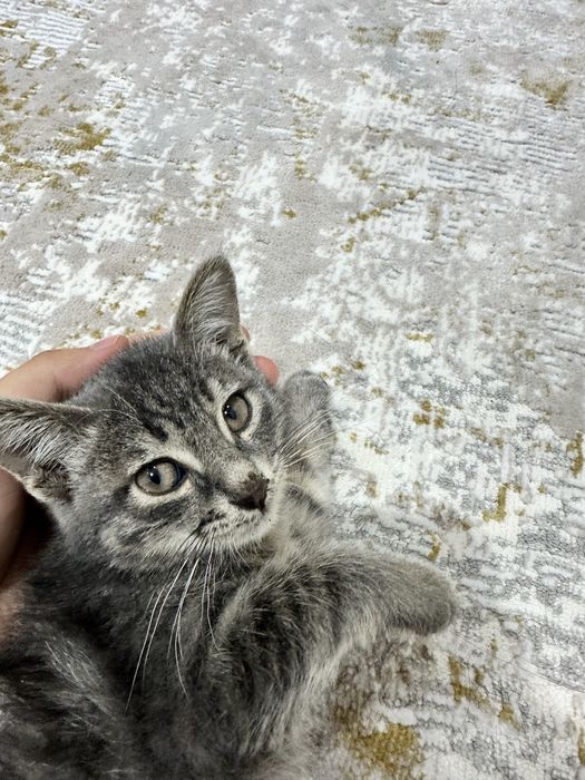 Отдам даром котика в хорошие руки