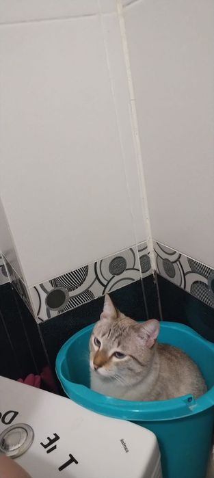 Котик в добрые руки бесплатно
