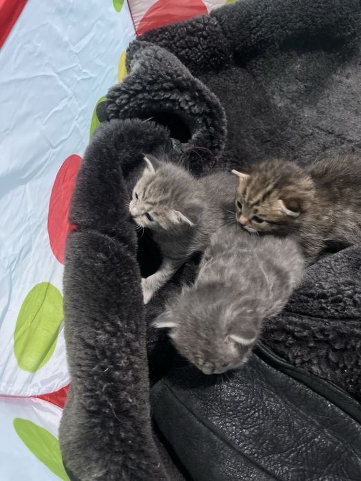 Отдам котят в добрые руки…