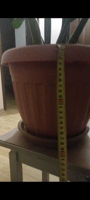 замиакулькас дол дерево