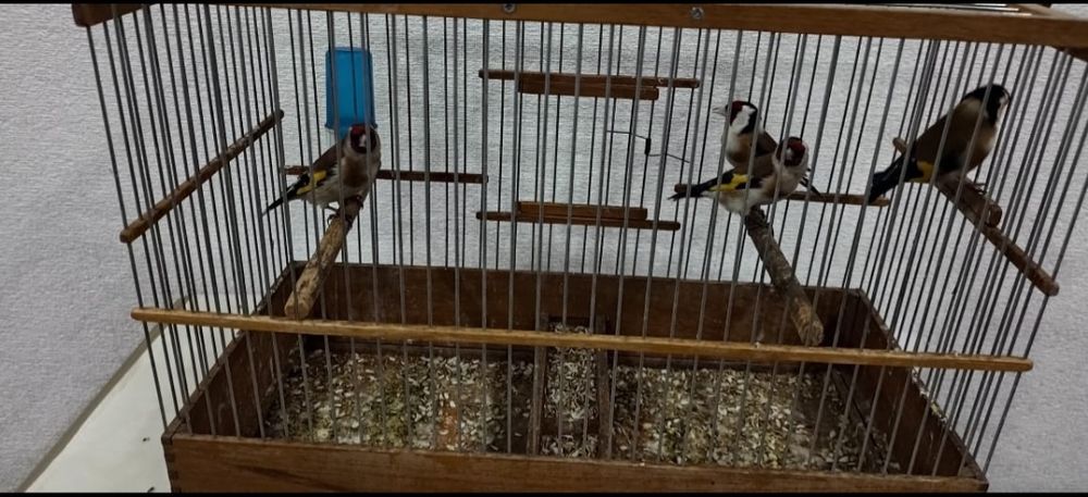 Щеглы чёрный пепельные