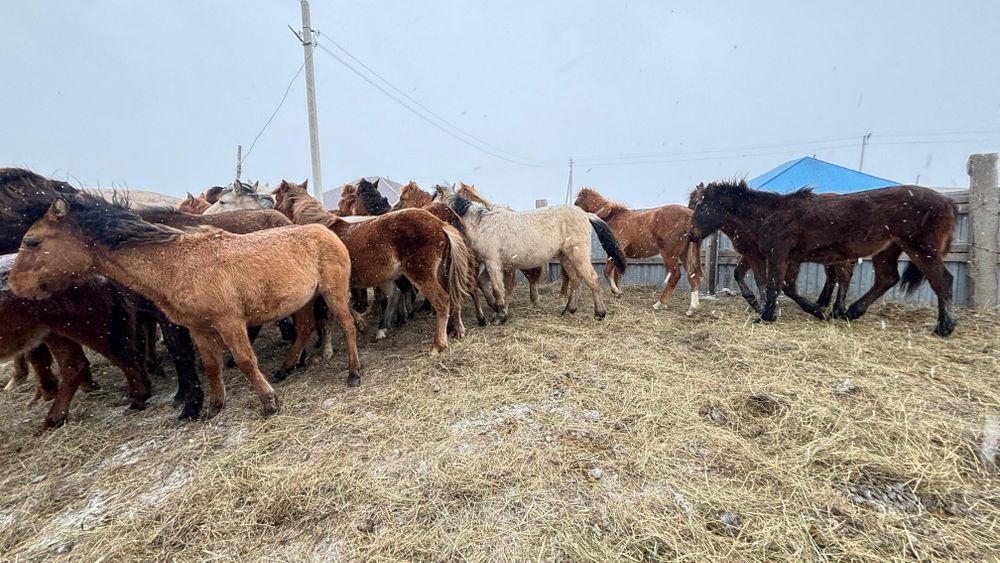 Жабағылар ауыстырылады 20 бас ұрғашы