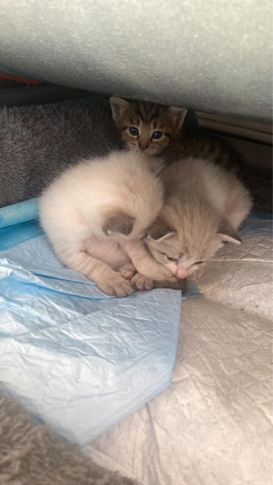 Отдам котят в добрые руки